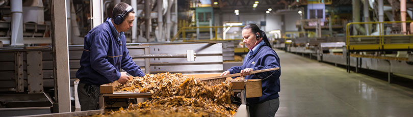 Tobacco manufacturing